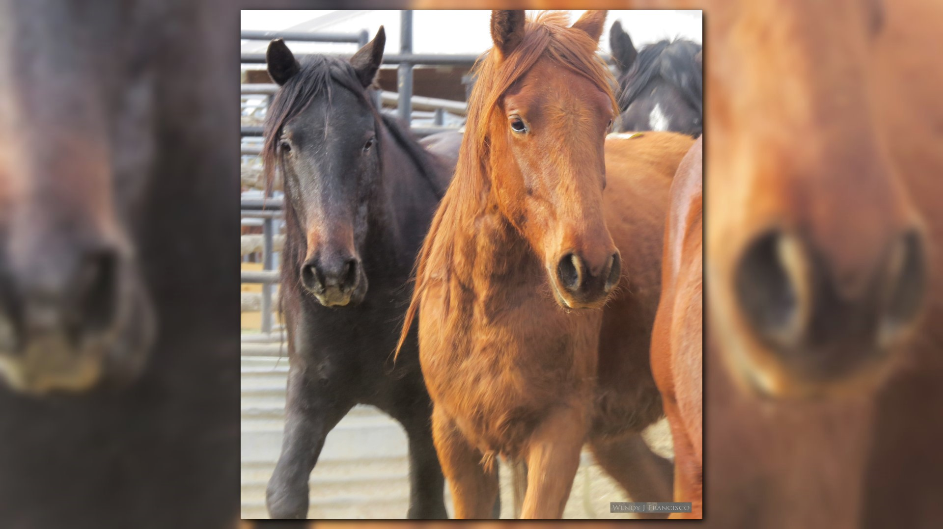 Nearly 200 horses rescued from South Dakota ranch now in Fort Collins